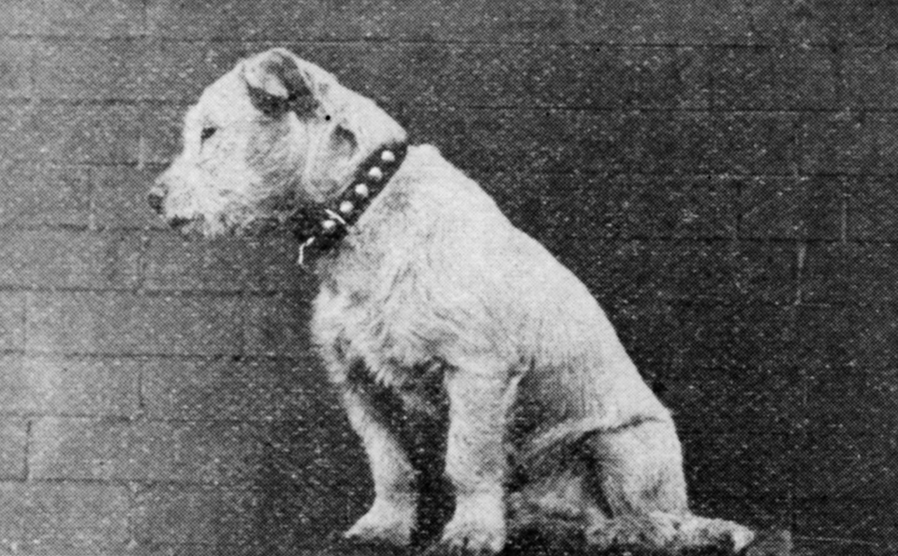 White terrier-type dog with dark colored studded collar. Sitting, looking right. Image is black and white.
