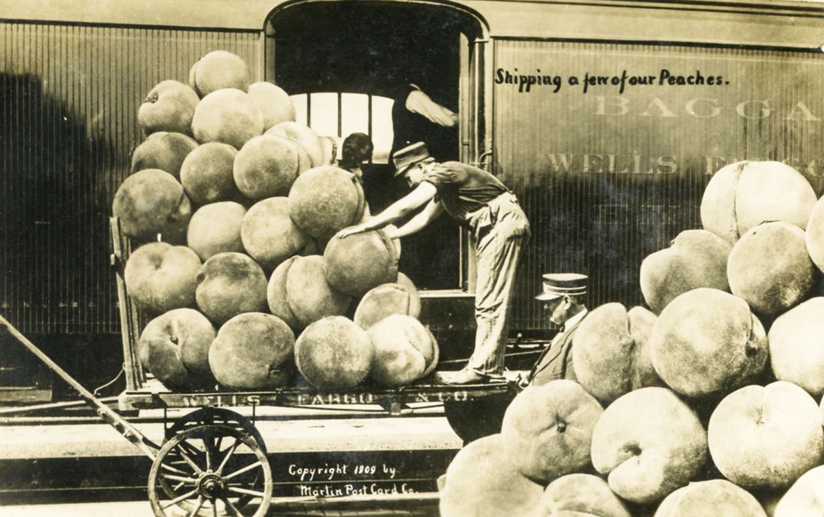 Postcard shows man loading giant oversize peaches into railroad car marked Wells Fargo. Legend says shipping a few of our peaches. Such postcards showing exaggerated oversized fruits and vegetables were contrived scenes for amusement of viewer.