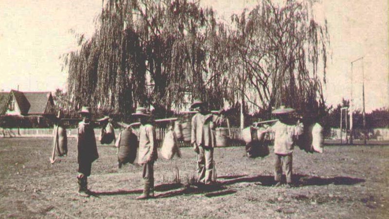 Men carry bundles on poles across a grassy area. A large tree is in the background. Image link will enlarge image.