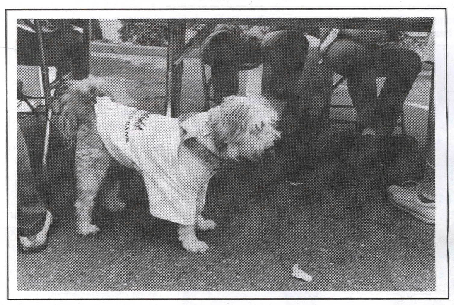 A small dog dressed in a Wells Fargo bank shirt waits next to a table with seated people. It is assumed that this table is a Wells Fargo booth at an AIDS walk.
