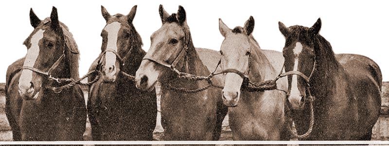 Five horses stand in a row, each is wearing a bridle.