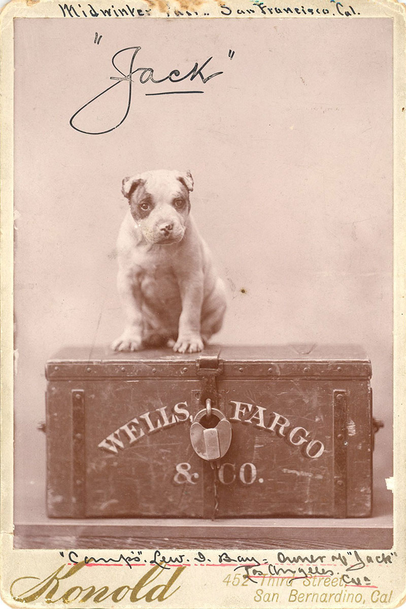 A historic photocard of a boxer puppy perched upon a Wells Fargo & Co. treasure box. Handwritten across the top is the name “Jack”. Image link will enlarge image.