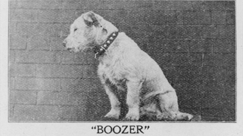 A white dog sits facing left, wearing a black metal studded collar. Image link will enlarge image.