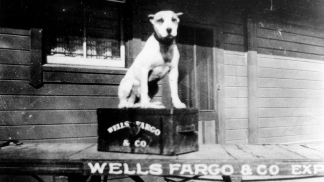 A large white dog sits perched upon a Wells, Fargo & Co. box which is sitting atop a Wells Fargo & Co flatbed wagon. Image link will enlarge image.
