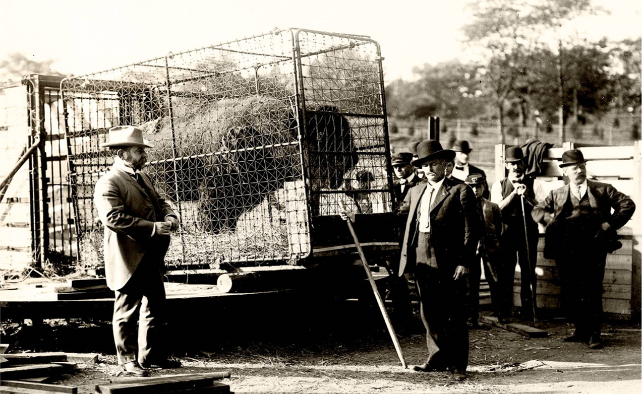 Men in suits and hats stand outside of a metal cage holding a large bison.